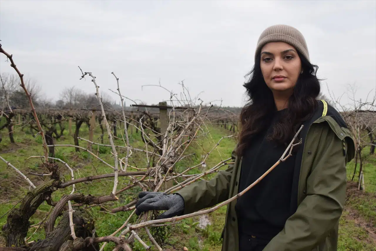 Manisa'da Üzüm Bağlarında Budama Çalışmaları