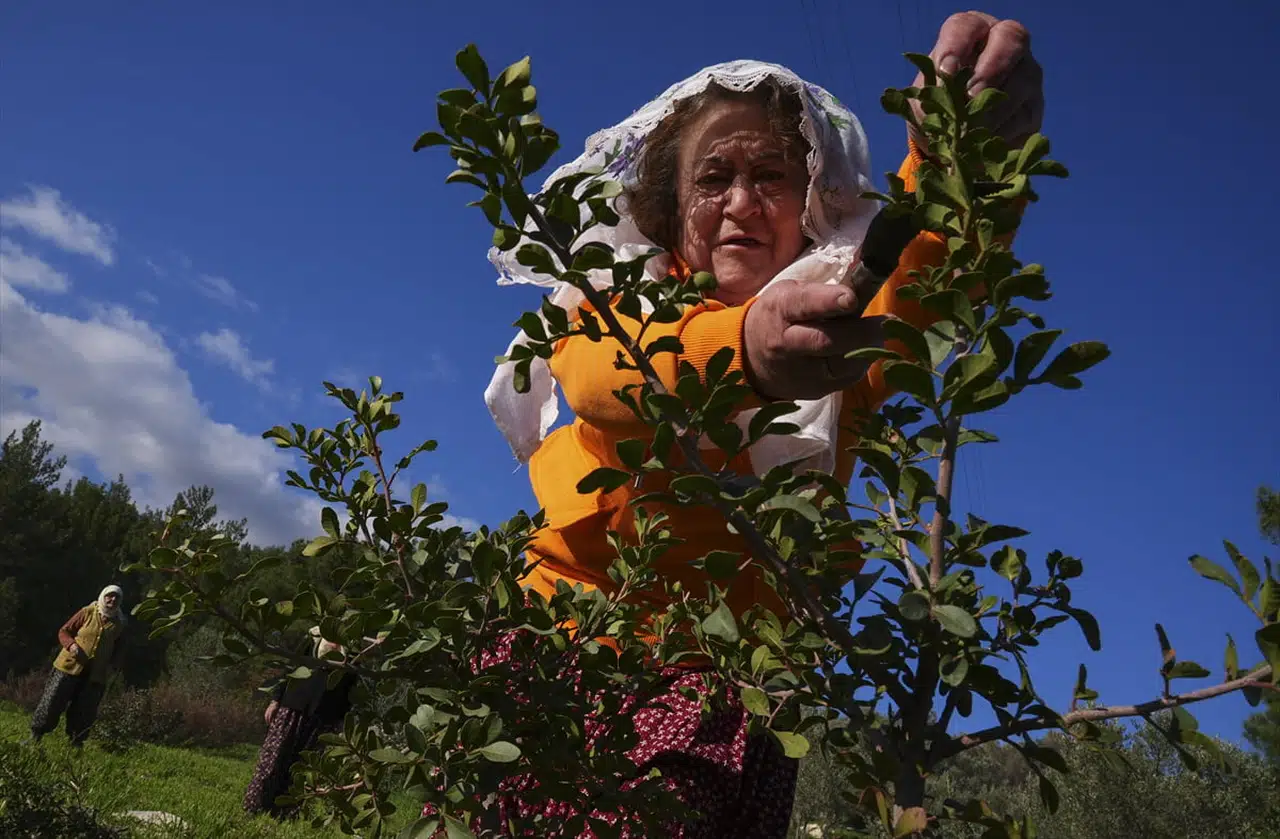 Karaburun Yarımadası Kadınları Sakız Ağaçlarını Yeniden Canlandırıyor