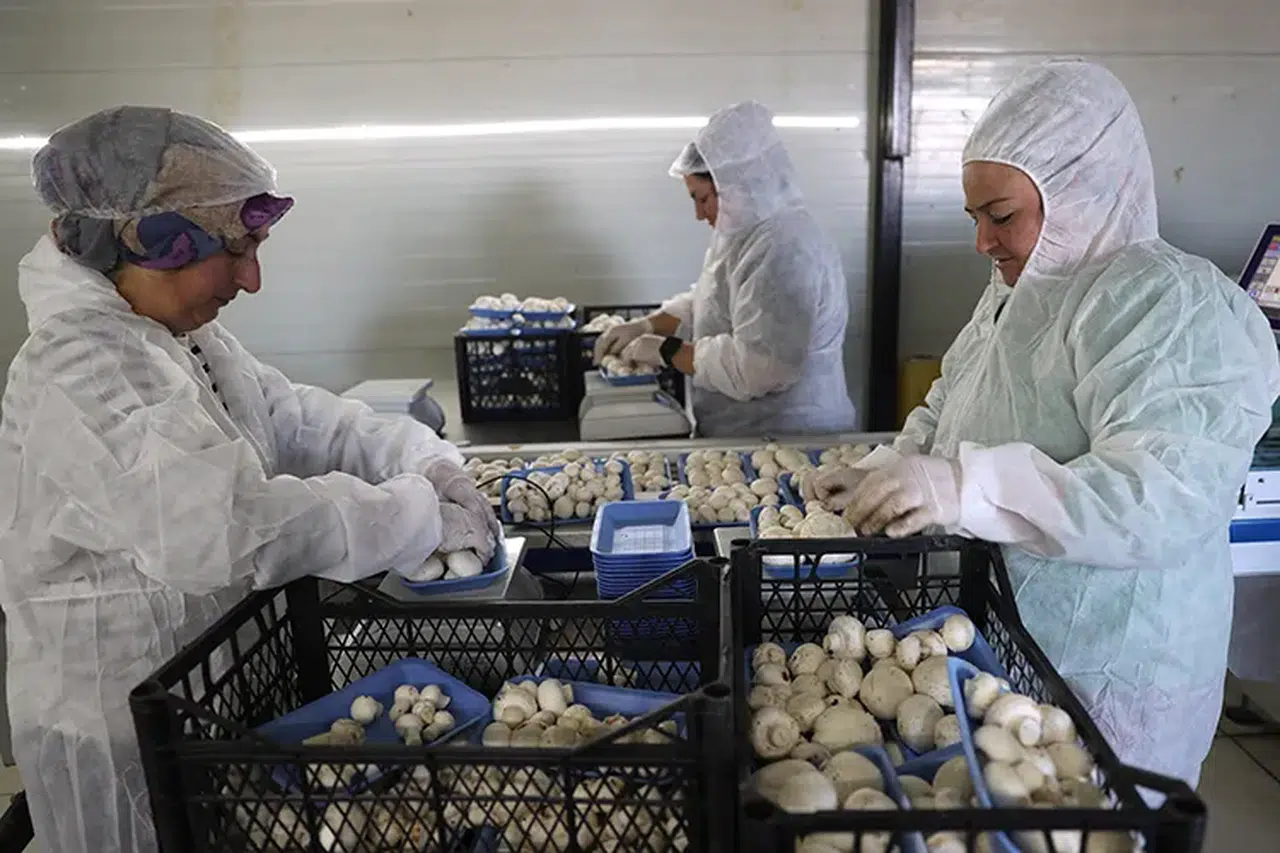 Devlet desteğiyle büyük başarı: Nevşehir’de günde 2 ton mantar üretimi
