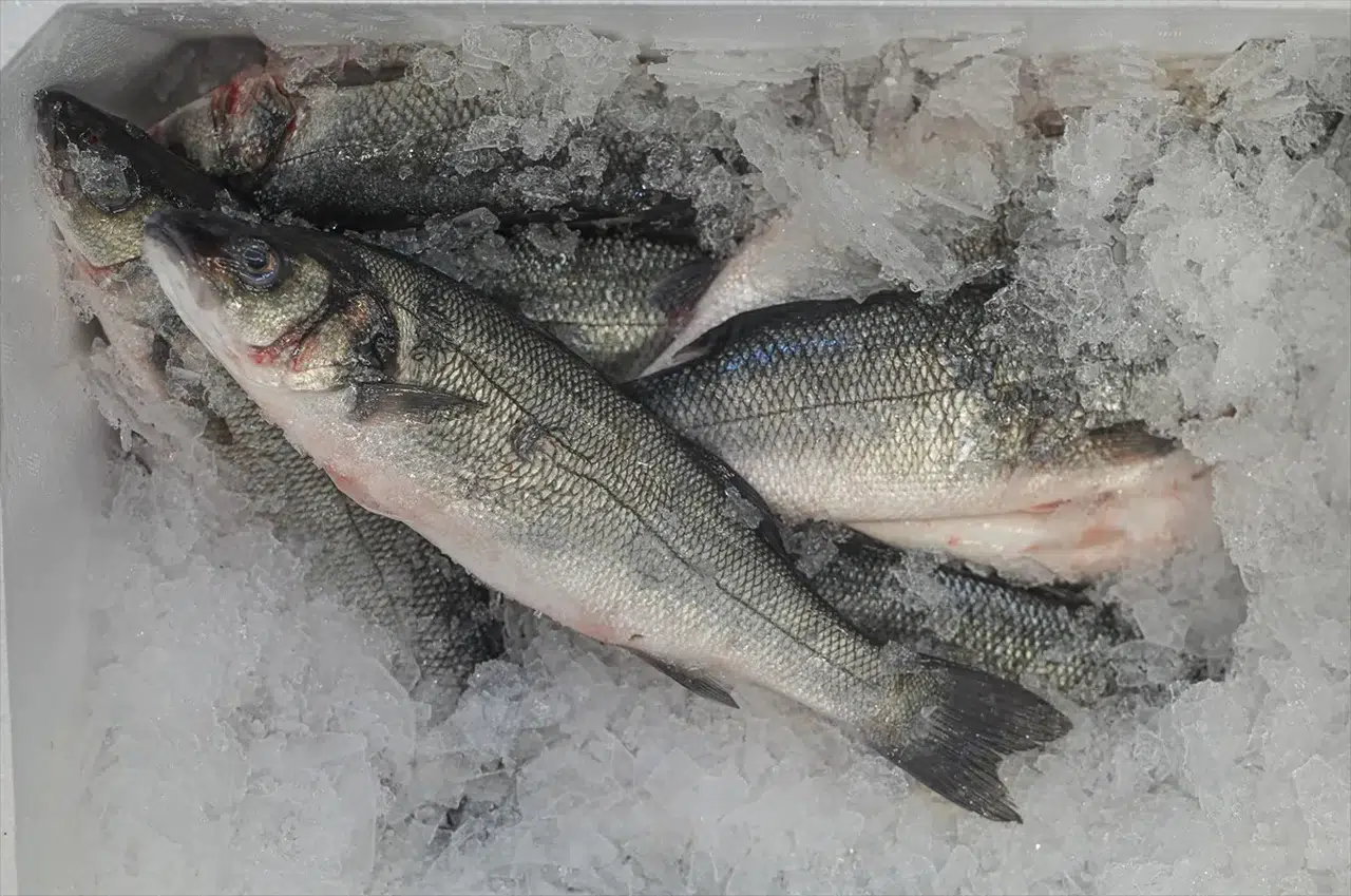 Türk Balığına Küresel Talep Artıyor: İhracatta Rekor Başlangıç!