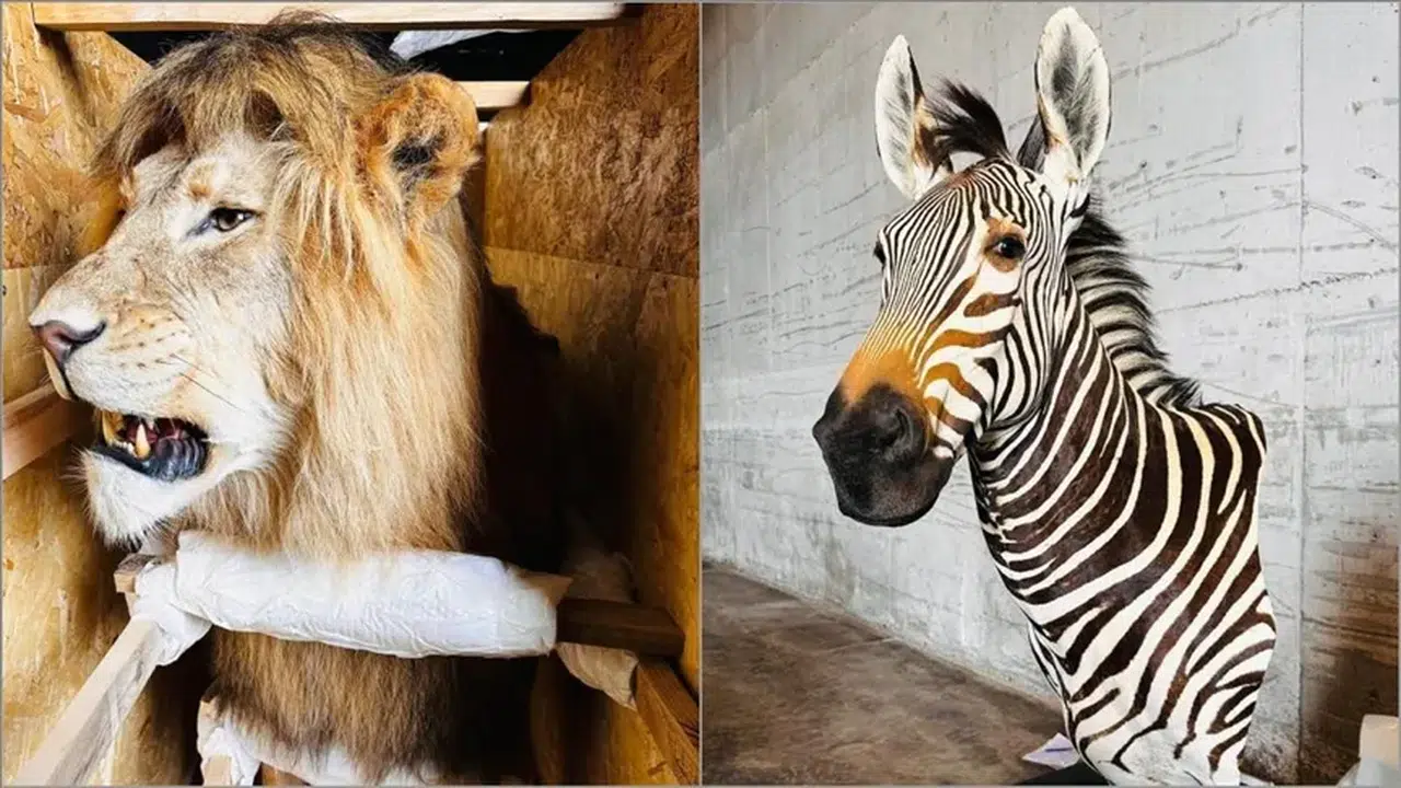 “Trabzon Limanı’nda Şok Baskın: Kaçak Yaban Hayvanları Arasında Su Aygırı ve Timsah da Var”