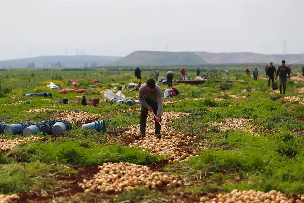 Reyhanlı’da bereket fışkırıyor: 122 bin tonluk dev hasat başladı!