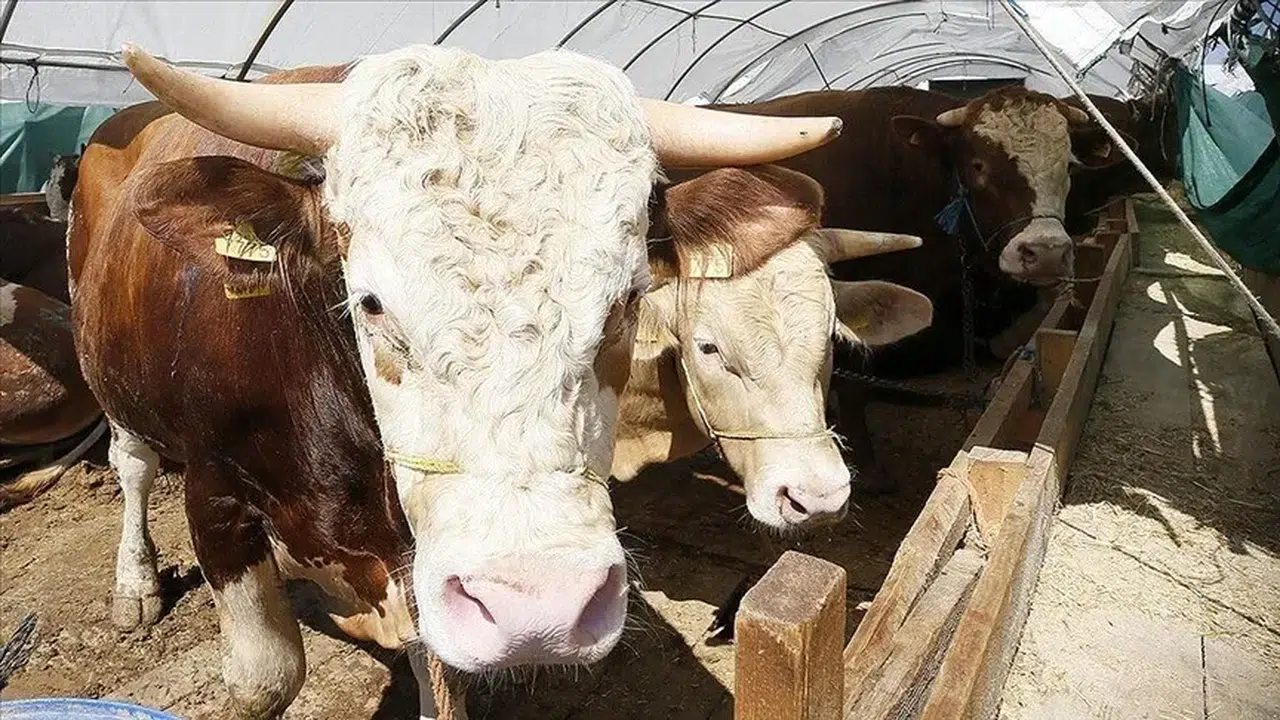 Tarım ve Orman Bakanlığından Kurban Bayramı öncesi sıkı denetim ve salgın önlemi!