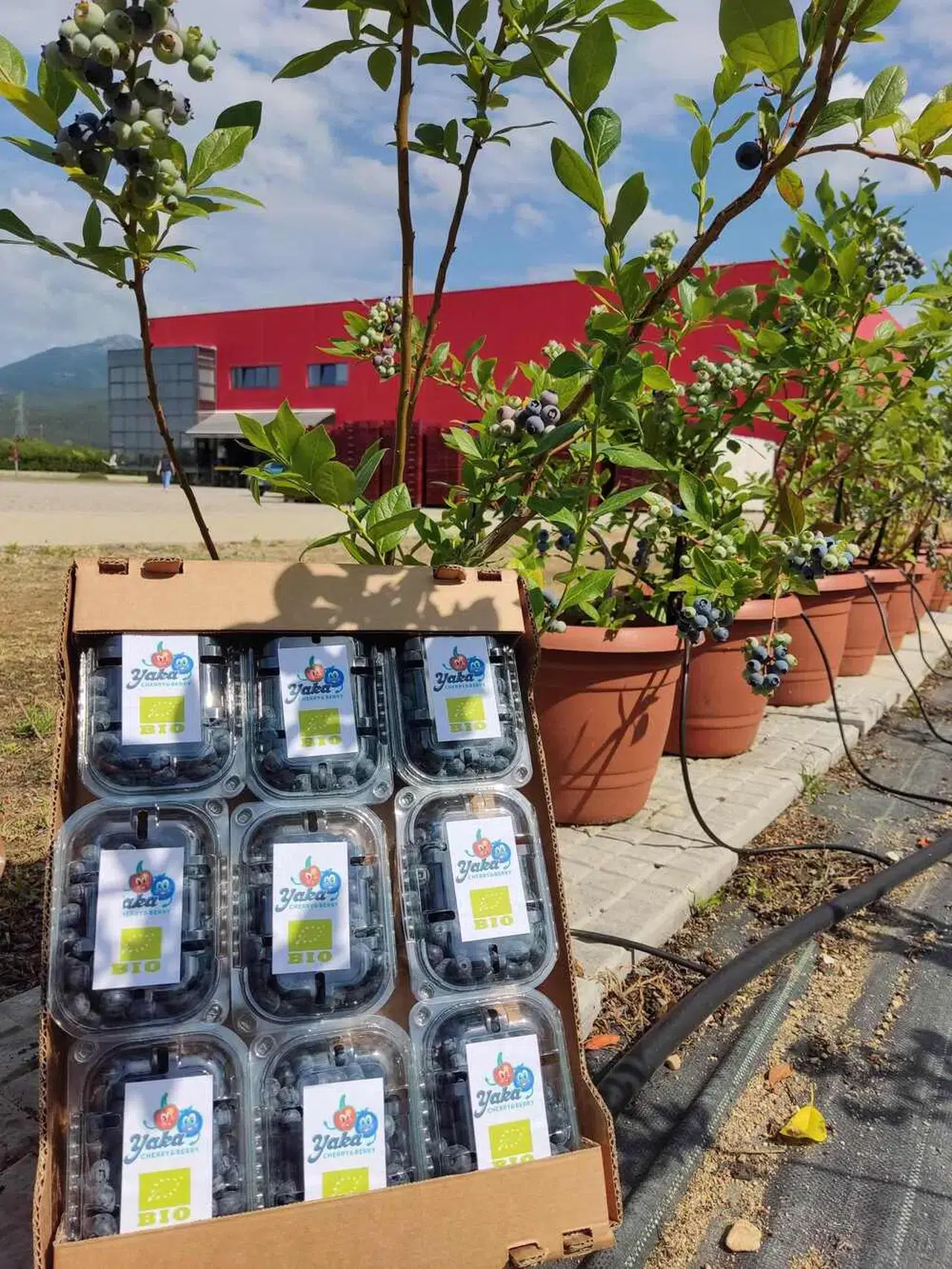 DCT Trading’den tarımda teknolojik dönüşüm: 1,5 milyon Euro'luk stratejik yatırım!