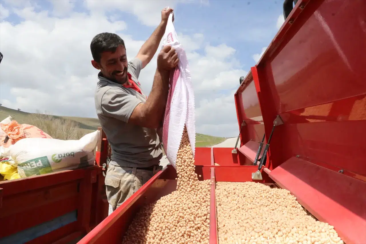 Yozgat'ta nohut üretiminde yağışlarla birlikte rekor rekolte bekleniyor!