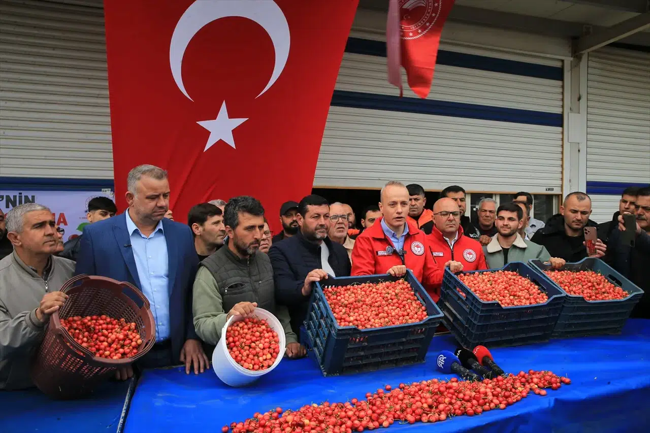 Altınla yarışan kiraz: Manisa'da ilk hasadın kilosu dudak uçuklattı!