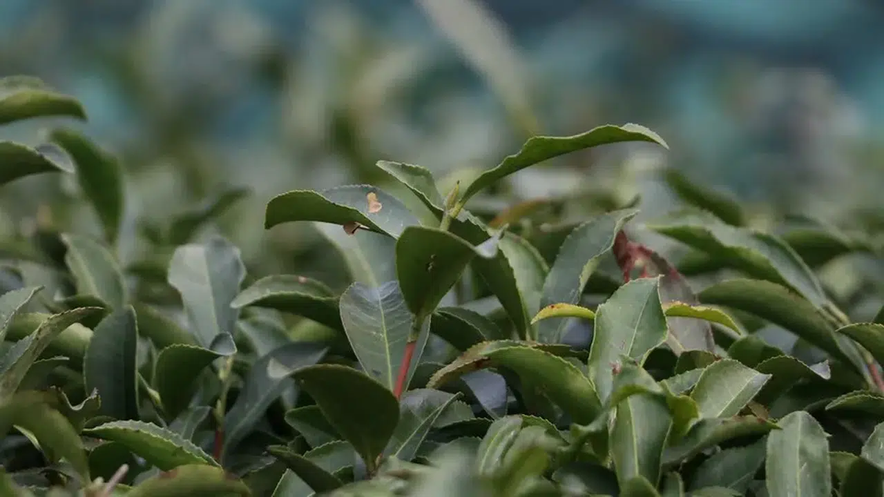 Türk çay ihracatında güçlü artış: gelir yüzde 38 yükseldi