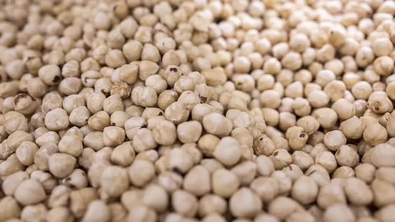 Dünyanın fındık ambarı Karadeniz: 69 ülke Türk fındığı için sıraya girdi!