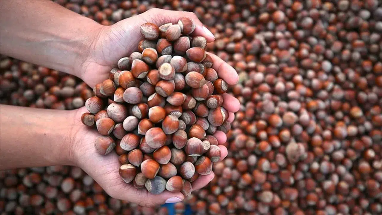 Giresun fındıkta zirveyi kimseye bırakmıyor: Tam 59 bin ton!
