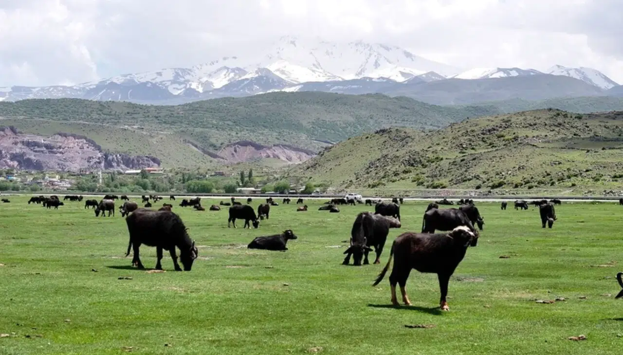 Kayseri’den dev hayvancılık hamlesi: Sürülerin sayısı katlanarak artıyor