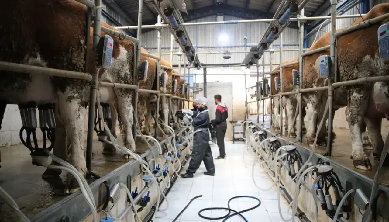 Bakanlıktan süt üreticisine 24,6 milyar TL’lik rekor destek