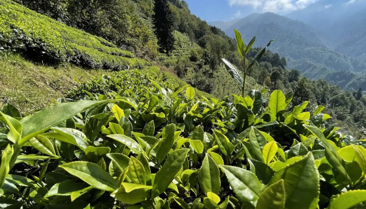 ÇAYKUR’dan üreticiye net mesaj: Tarlada tek bir yaprak bile kalmayacak