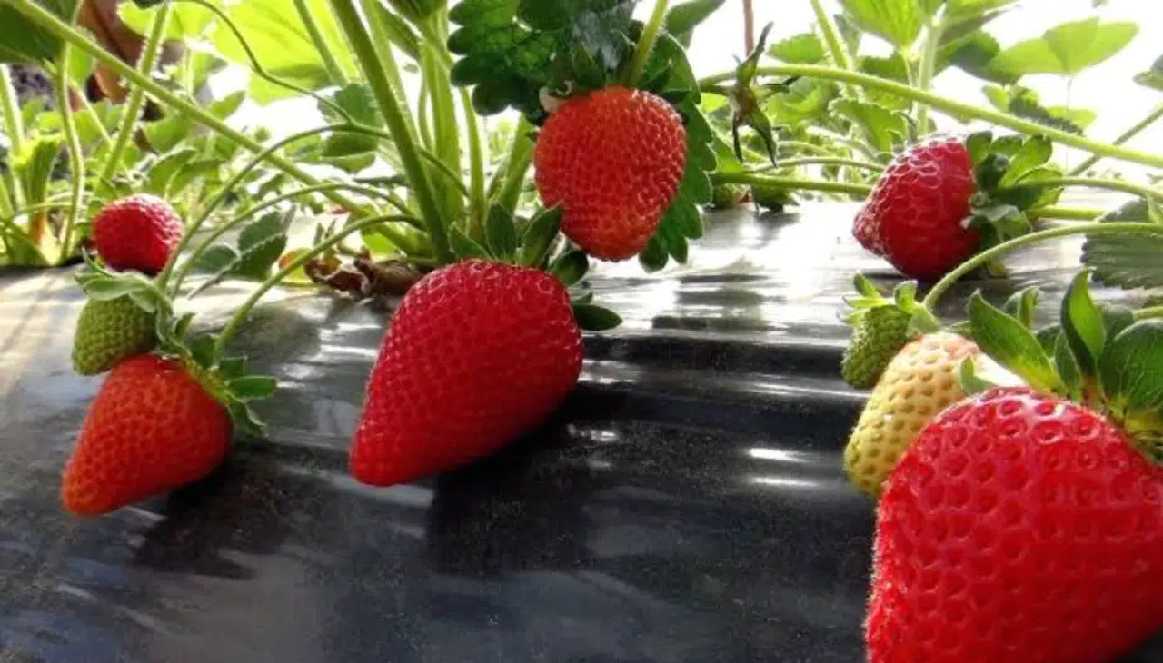 Muğla çileği projesi kırsal kalkınmaya katkı sağlıyor