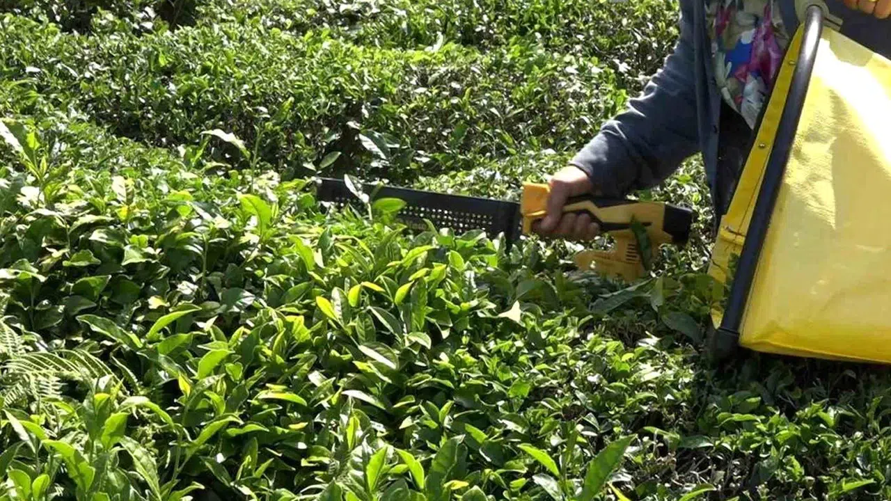 ÇAYKUR, ikinci sürgün yaş çay alımlarına devam ediyor