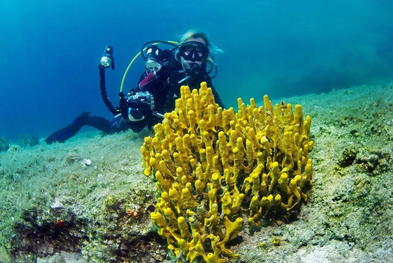 Çeşme su altı zenginlikleriyle dalış turizminde öne çıkmayı hedefliyor