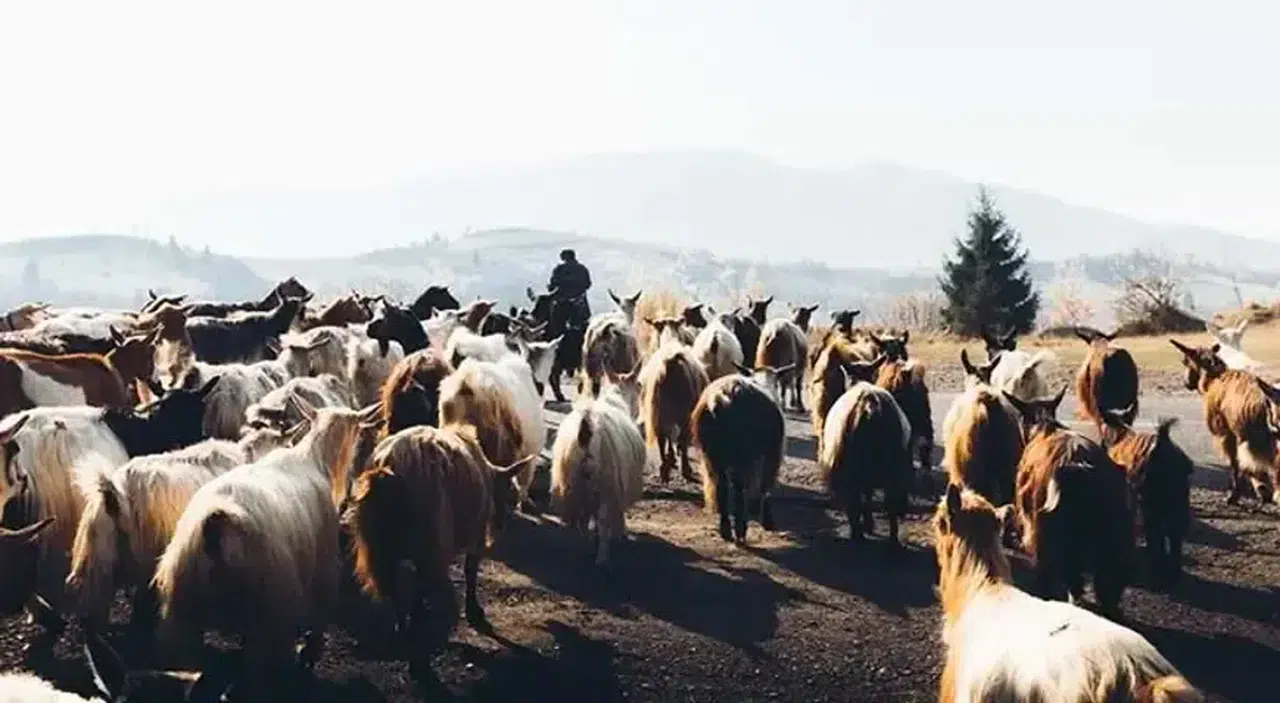 Avrupa orman yangınlarını önlemek için keçi ve koyun kullanılacak