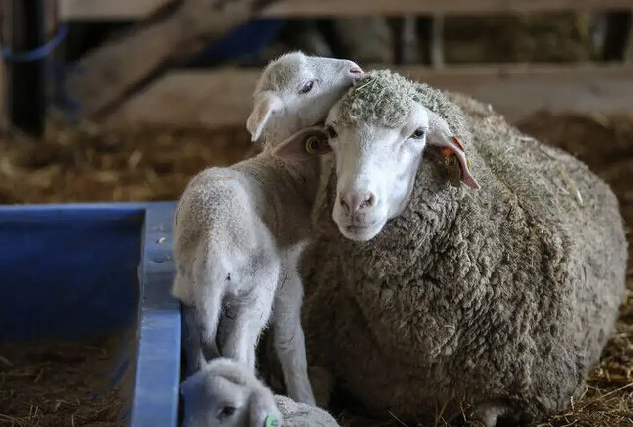 TİGEM, 60 bin kilogram merinos yapağı ihalesi düzenliyor