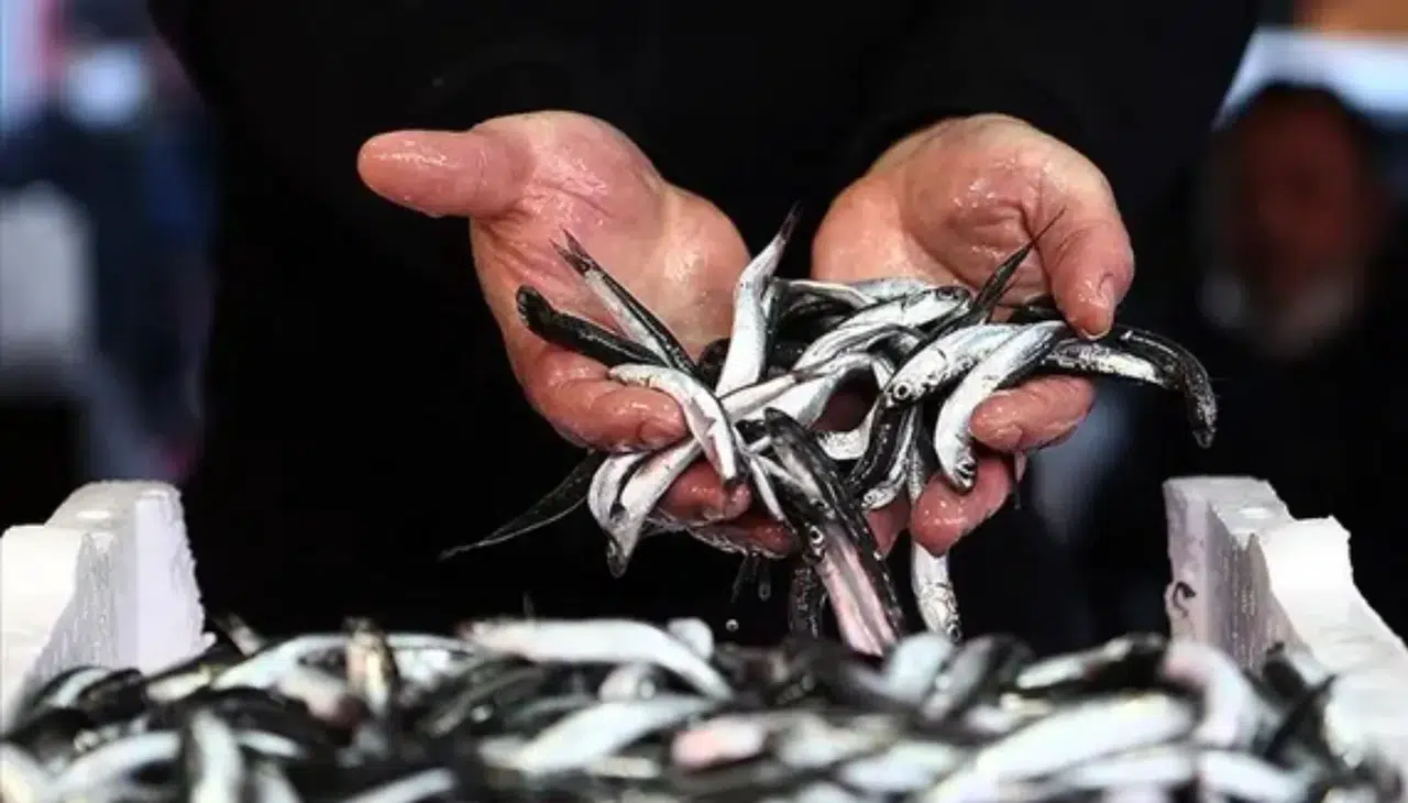 Türkiye'nin hamsi ihracatı ilk altı ayda 20 ülkeye ulaştı