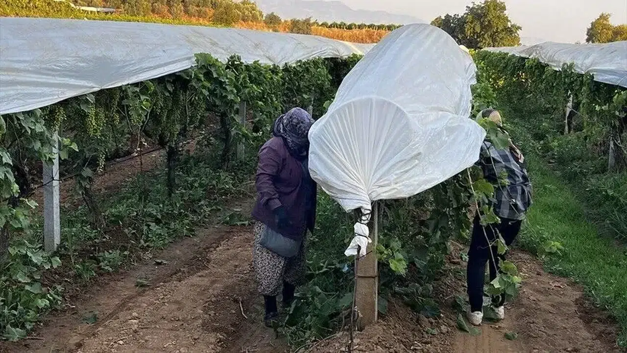 Türkiye'nin kuru meyve ihracatında yüksek rekolte hedefi