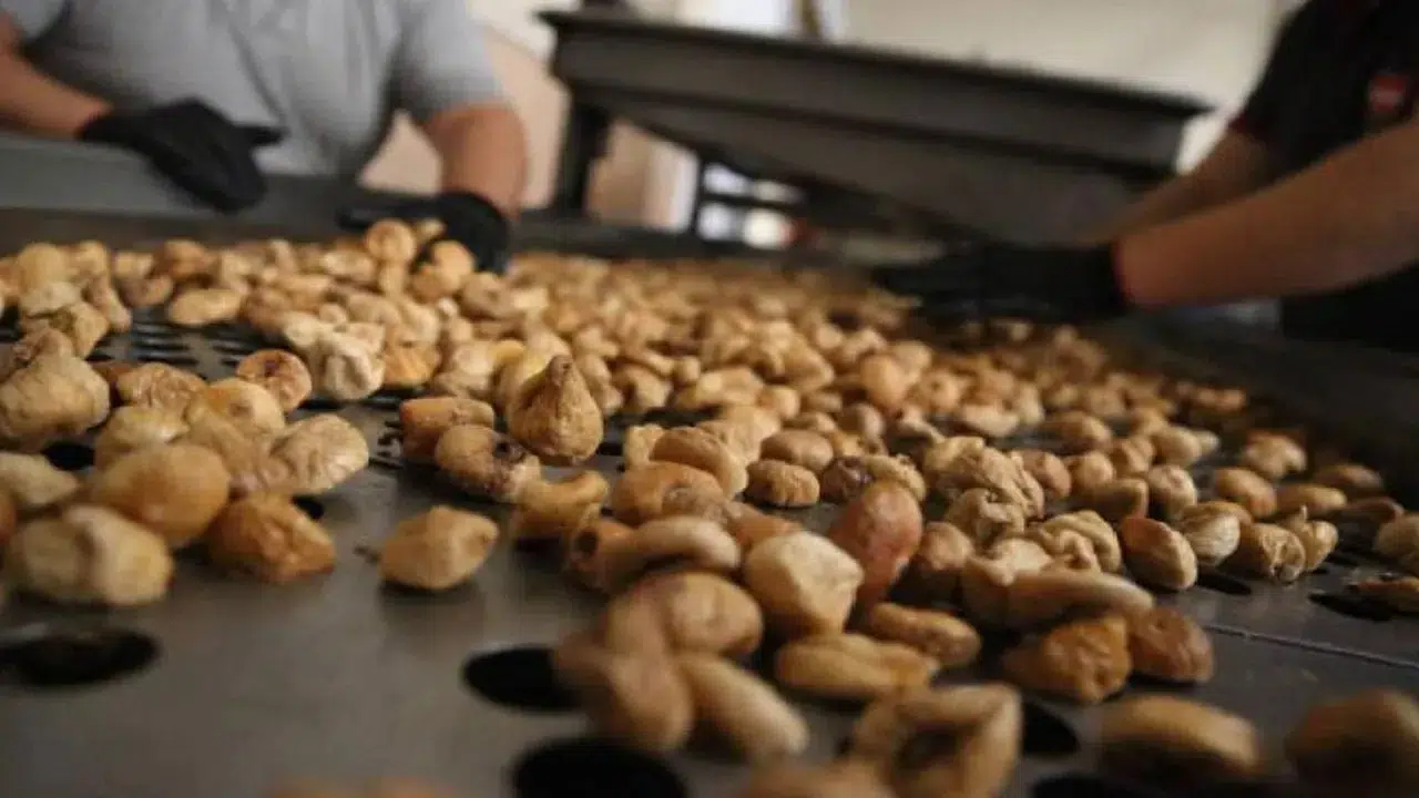 Kuru incirde rekolte artışı umut veriyor: 90 bin ton bekleniyor