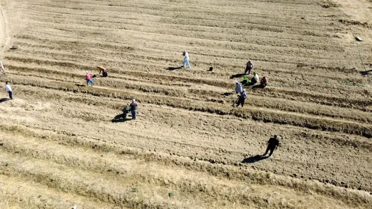 Karabük'te safran soğanı ekimi 2027 hedefiyle başlatıldı
