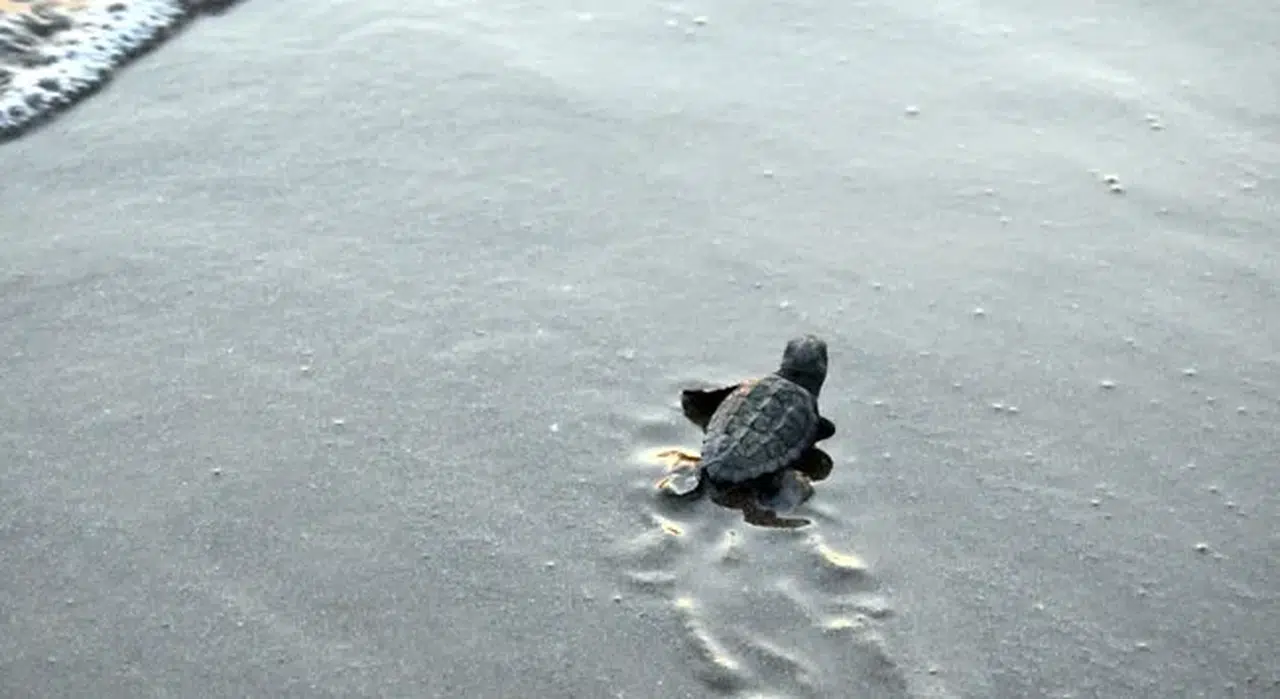 Antalya'da caretta caretta ile uzaya açılan yeni bir dönem başlıyor