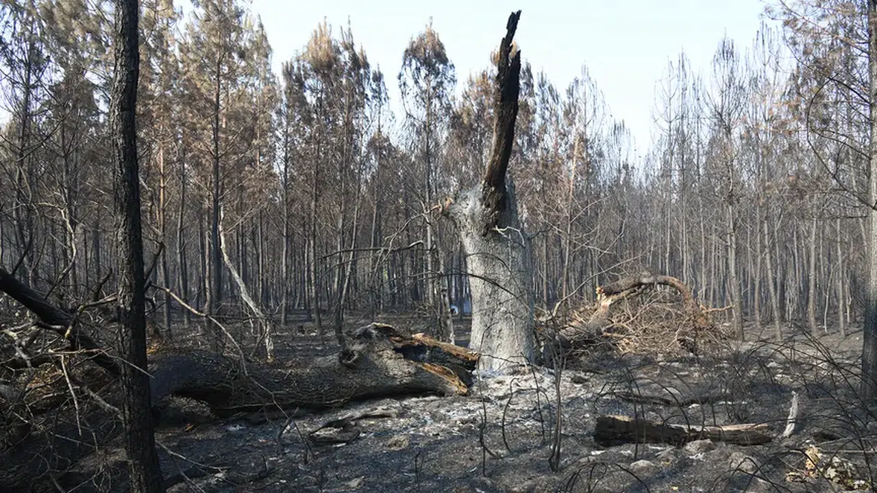 Fransa’da 1700 hektarı yutan yangında son durum