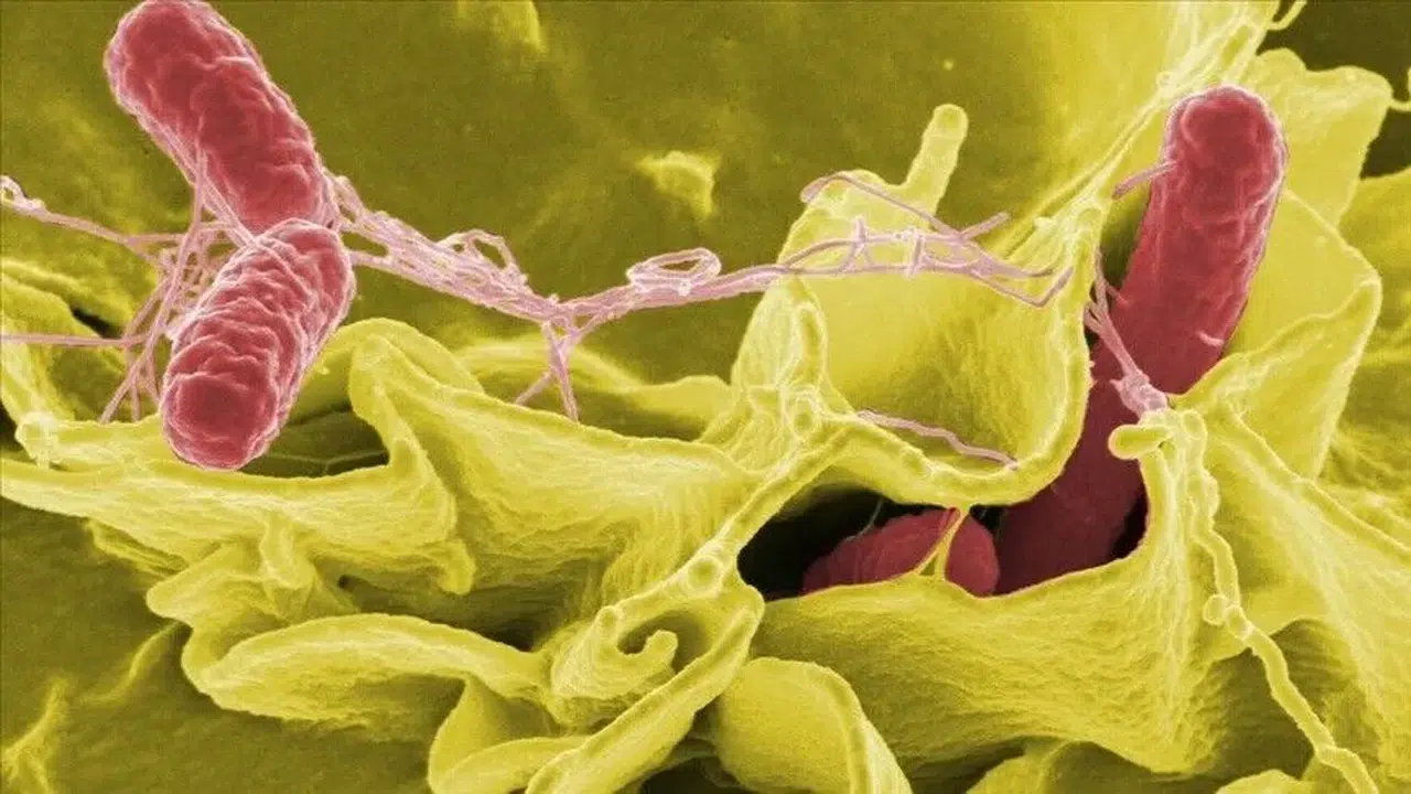 ABD sağlık yetkilileri açıkladı: Jalapeño biberlerinde Salmonella tehdidi!