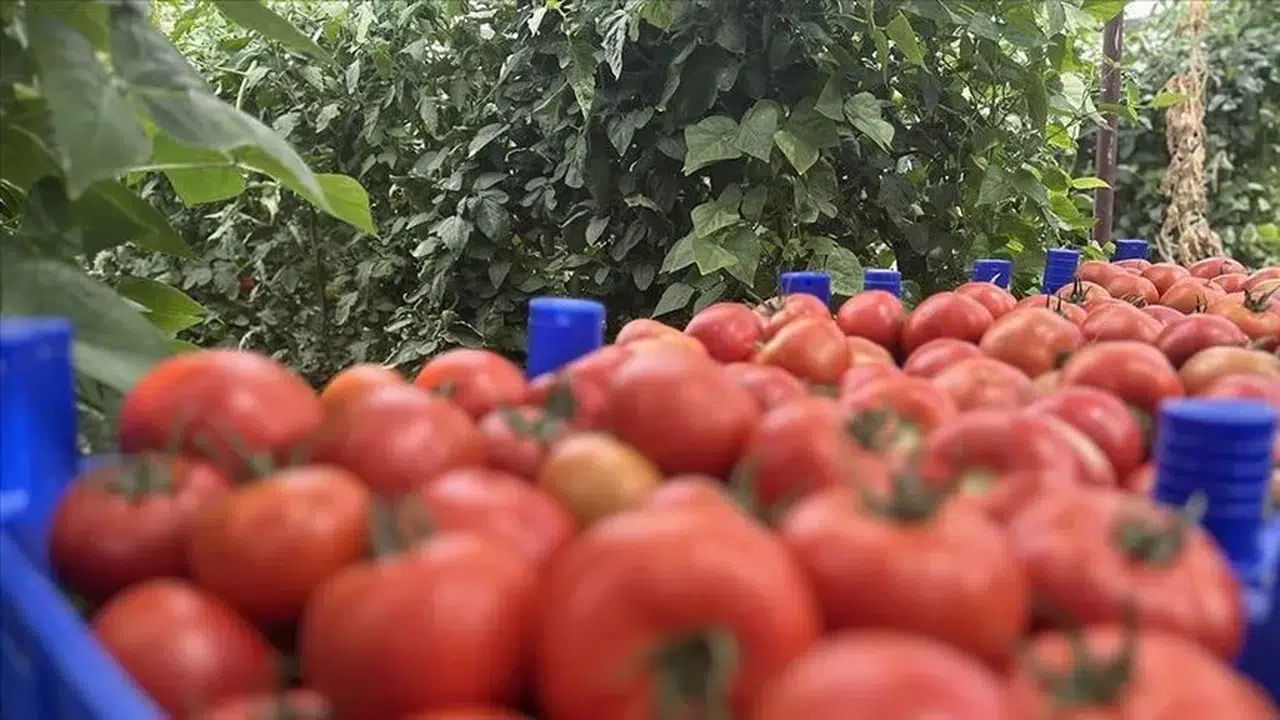 Deregümü köyünde domates üretimi artıyor: İhracat hedefleri yükseliyor