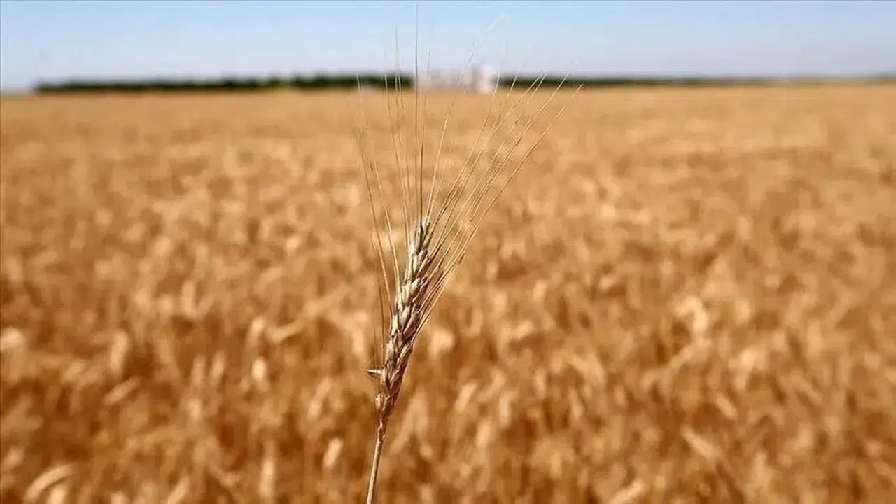 Geçtiğimiz ay buğday fiyatlarında sert artışlar yaşandı