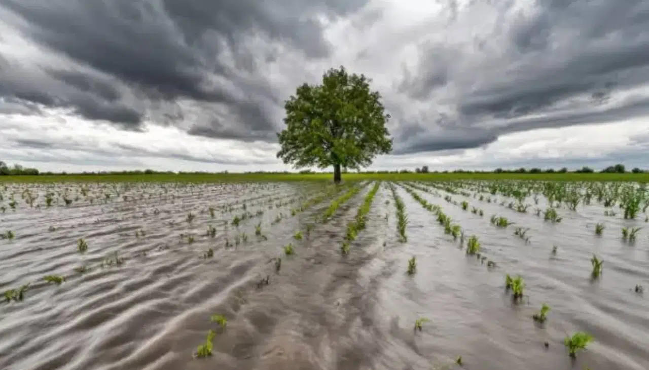 El Nino etkisiyle küresel ekonomide maliyet artışları bekleniyor