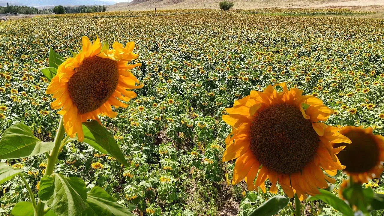 Erzincan'da ayçiçeği üretiminde büyük artış: Ekim alanları yüzde 50 genişledi