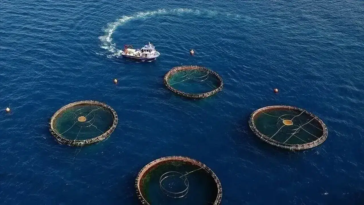 Doğu Karadeniz'den 22 ülkeye su ürünü ihracatı yapıldı