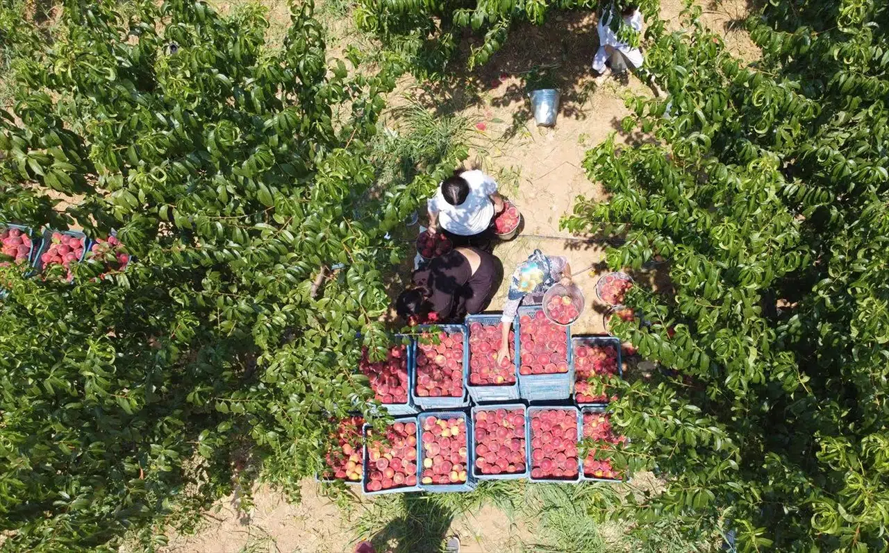 Osmaneli'de şeftali hasadı uğultu içinde devam ediyor