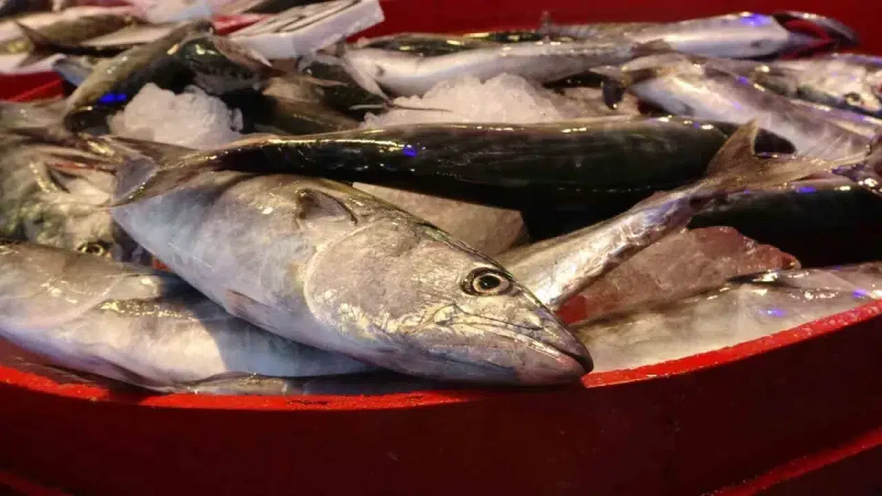 Giresun'da palamut sezonu umut verici bir şekilde başladı