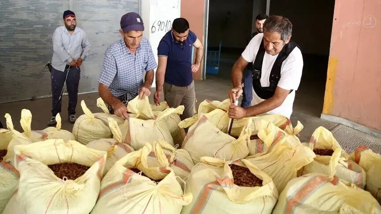 TMO, Ordu ve Giresun'da fındık alımı yapmaya başladı
