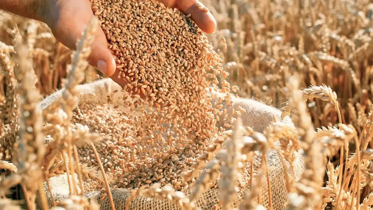 Tohumculukta hedef ilk 5 ülke arasına girmek için adım atılıyor