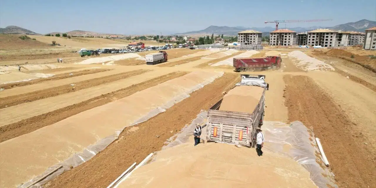 TMO, buğday satışlarına TÜRİB üzerinden başlıyor