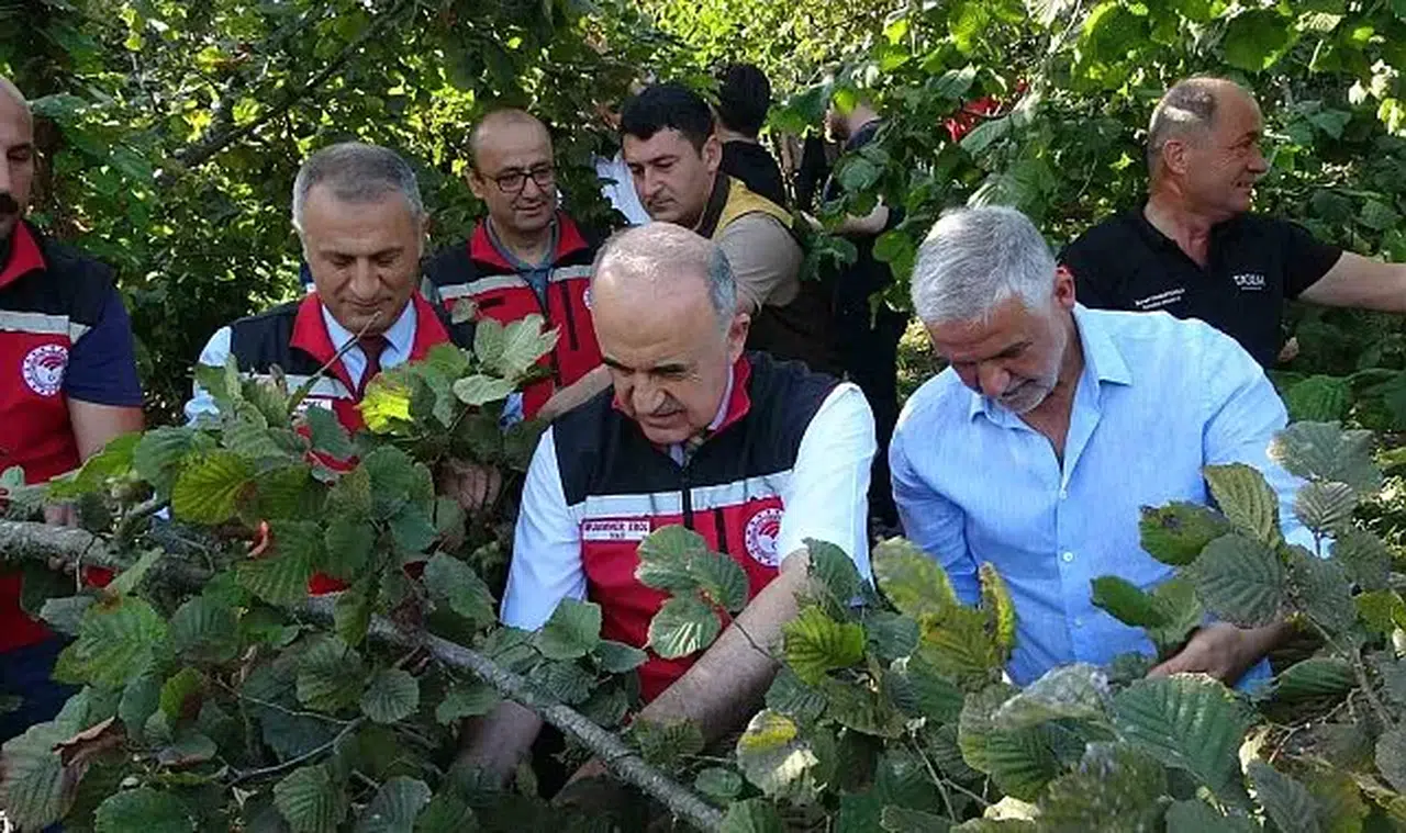 Ordu'da fındık hasadı coşkuyla başladı
