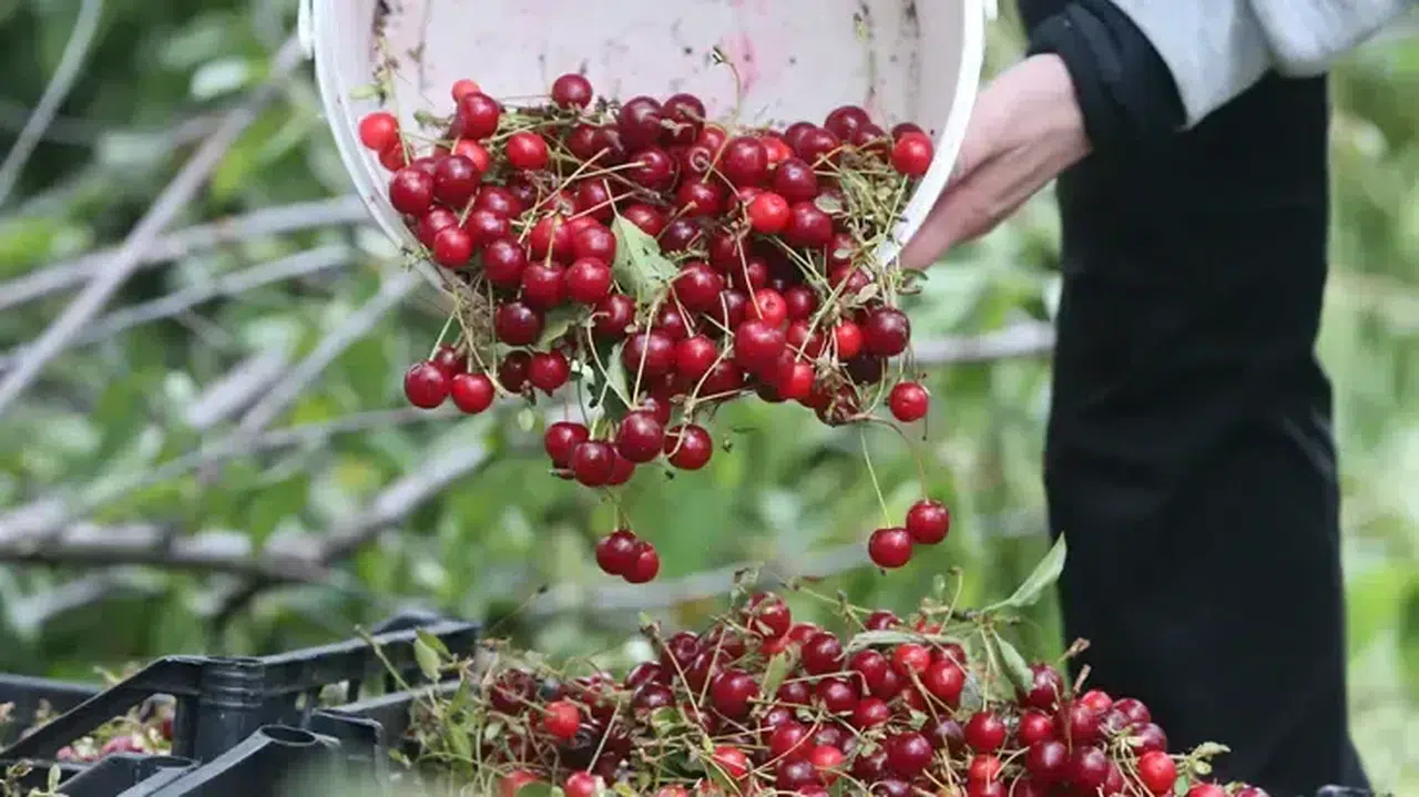 Tokat'ta vişne hasadı devam ediyor: Üreticiler umutlu