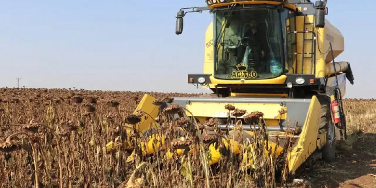 TİGEM, 1600 ton ayçiçeği için açık artırma düzenliyor