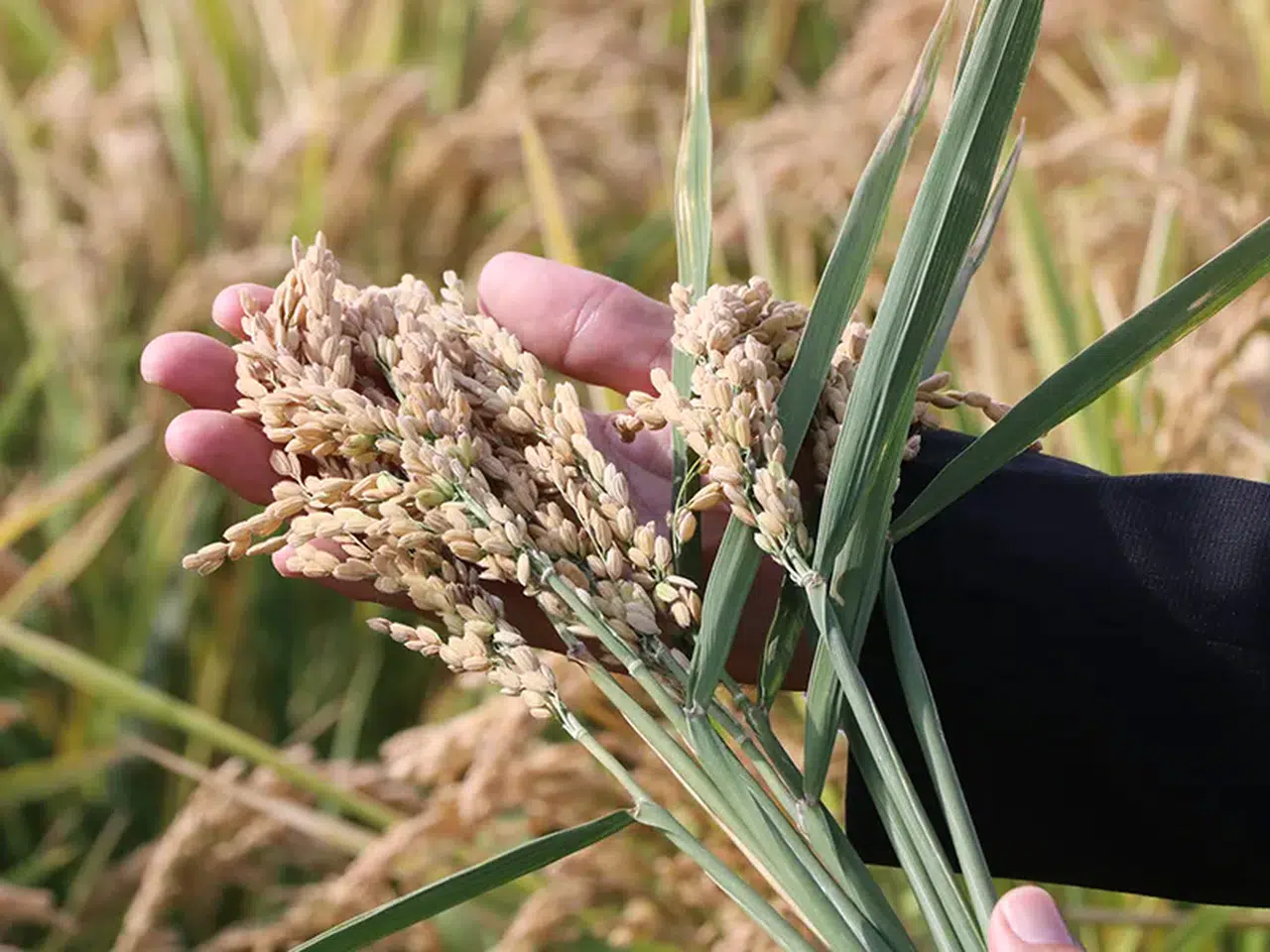 Karadeniz Tarımsal Araştırma Enstitüsü 44 yılda 7 çeltik çeşidi geliştirdi