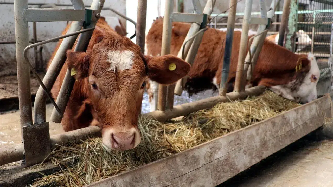 Avrupa Birliği, Brezilya'dan hayvansal ürün ithalatını yeniden başlatacak koşulu açıkladı