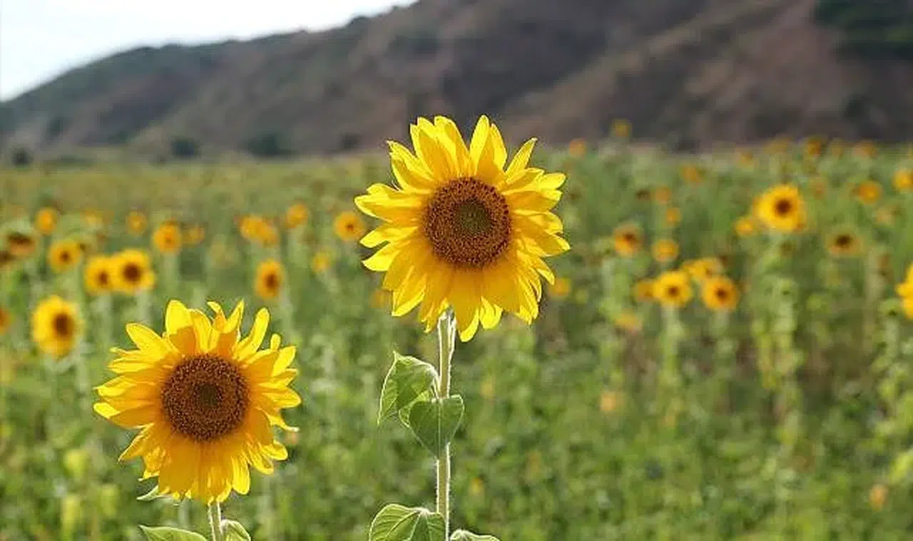 Erzurum ayçiçeği üretiminde Türkiye'nin yeni merkezlerinden biri oldu