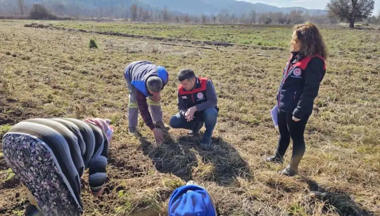 Acıpayam Çakır havucu artık tescilli: Tarımsal potansiyele yeni bir kapı açıldı