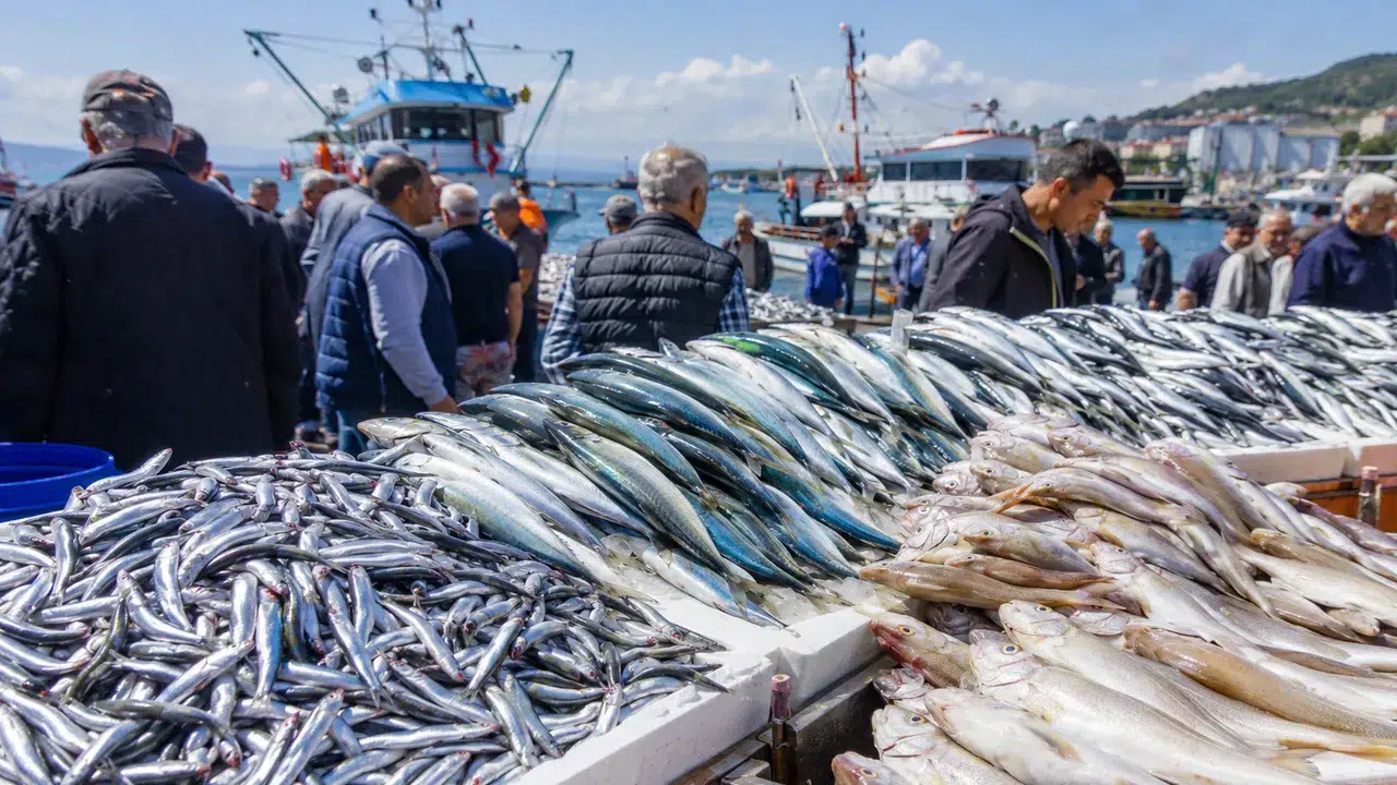 Karadeniz'in balık bereketi tezgahlara yansıyor