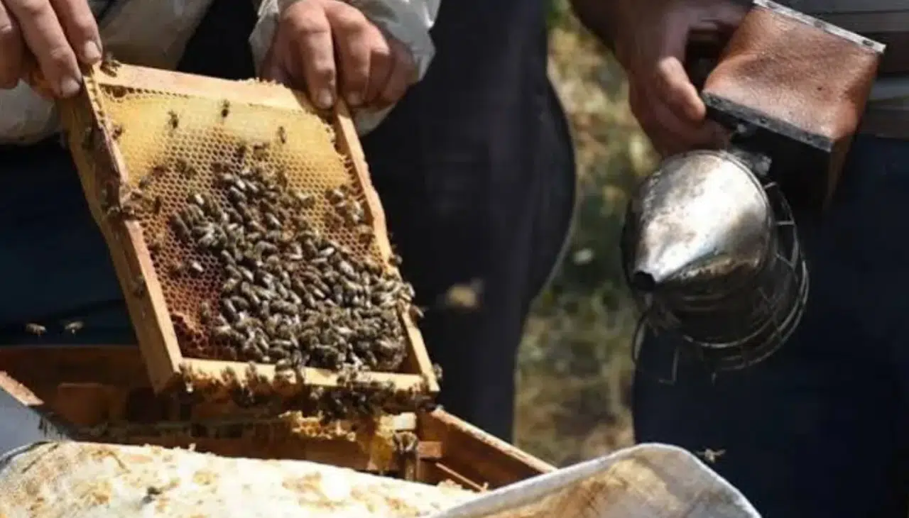 Arıcılar, bal fiyatlarındaki farkın düşürülmesini talep ediyor