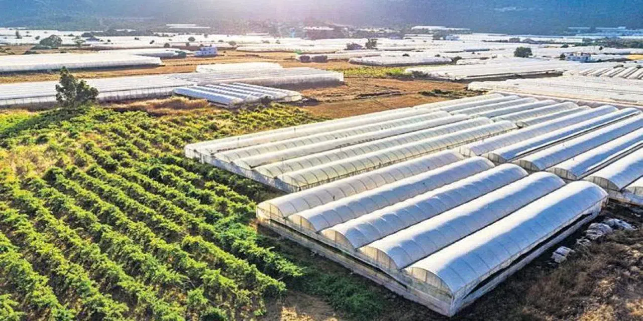 Silopi Sera Organize Tarım Bölgesi'nde kadın istihdamı ve ekonomik katkı sevinci