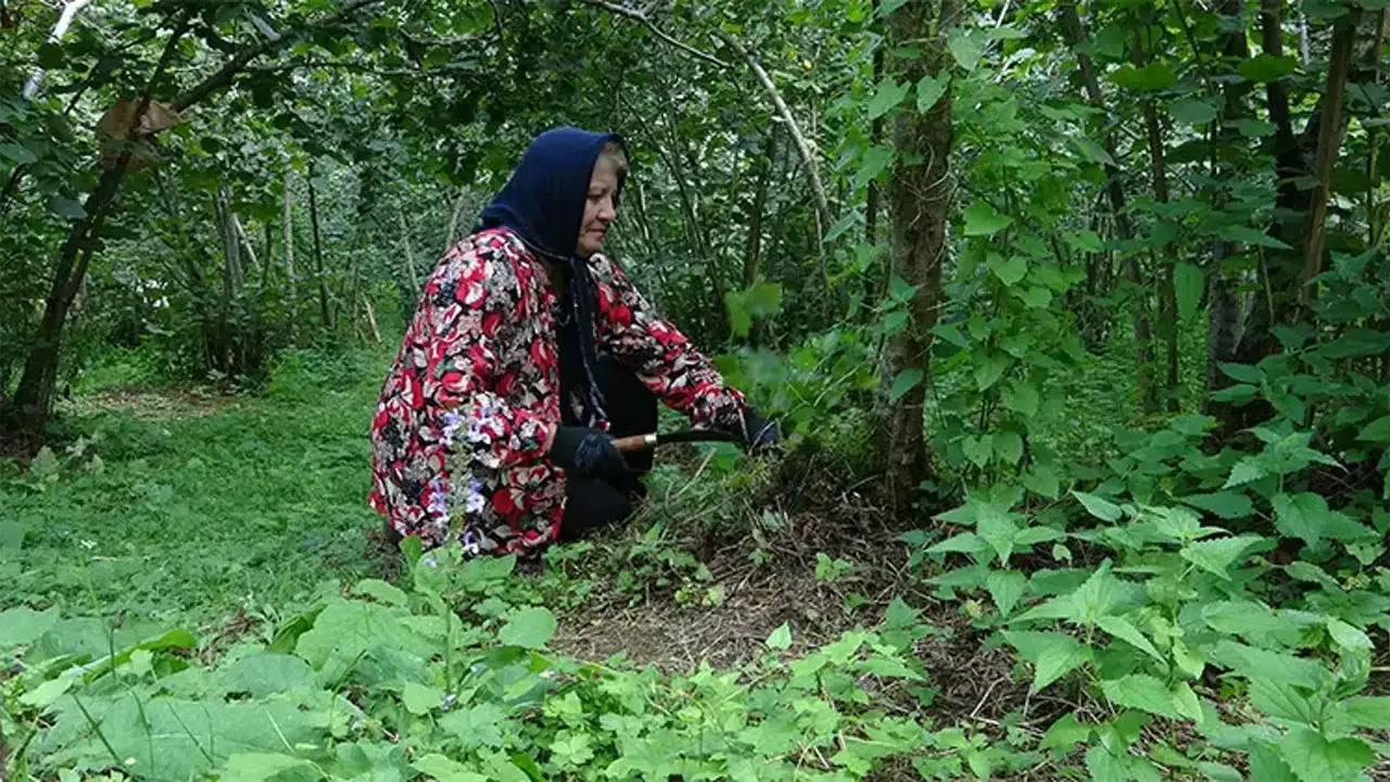 Giresun'da fındık üreticileri gece nöbeti tutuyor