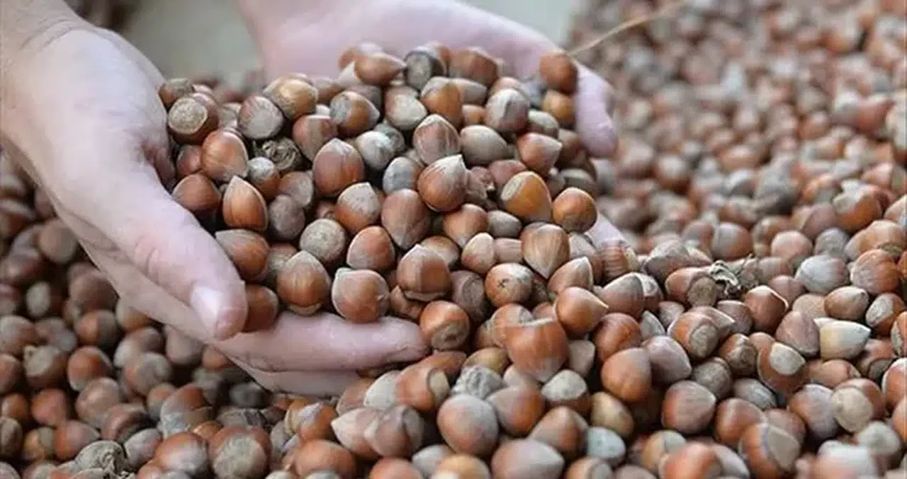 Fındık piyasasında denetim başlatıldı: Ticaret Bakanlığı'tan önemli adım